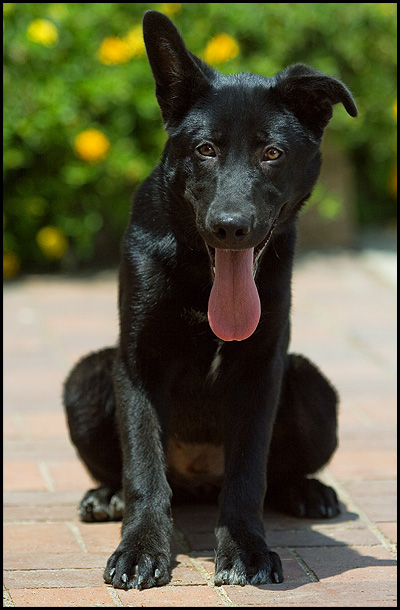 Chevy von Schwarz sitting